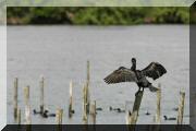 cormorans_05 copie.jpg